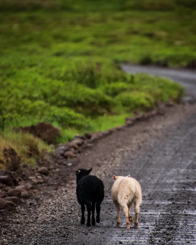 Pals, Iceland. 2018.